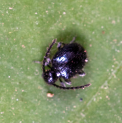 Ptininae