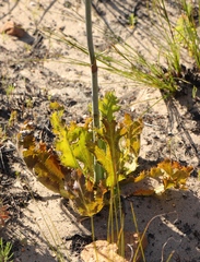 Lichtensteinia lacera