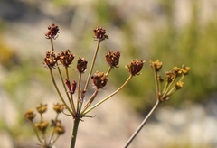 Lichtensteinia lacera