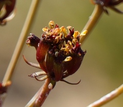 Lichtensteinia lacera