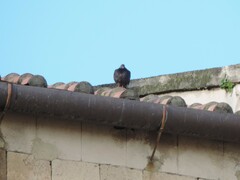 Columba livia domestica