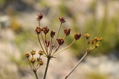 Lichtensteinia lacera