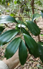 Cryptocarya laevigata