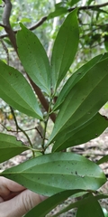 Cryptocarya laevigata