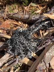 Pulchrocladia retipora