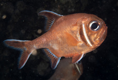 Trachichthys australis
