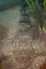 Platycephalus fuscus