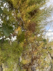 Asparagus aspergillus