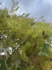 Asparagus aspergillus