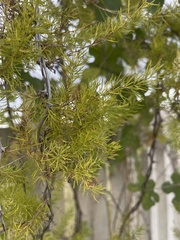 Asparagus aspergillus