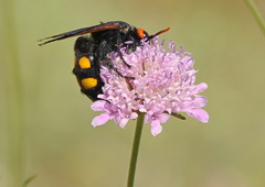 Megascolia bidens