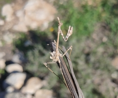 Empusa fasciata