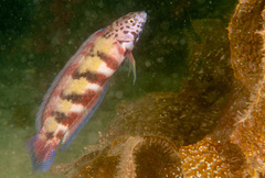 Eupetrichthys angustipes