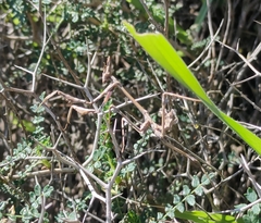 Empusa fasciata