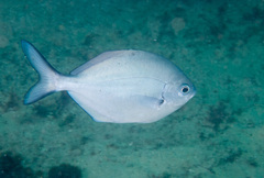 Scorpis lineolata