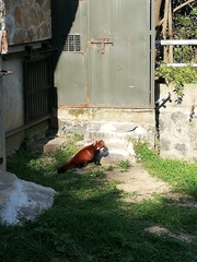 Ailurus fulgens