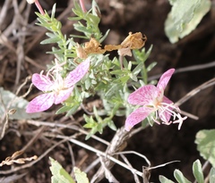 Oenothera canescens