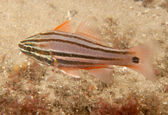 Ostorhinchus limenus