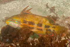 Heteroscarus acroptilus