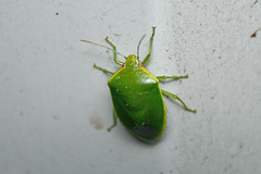 Glaucias