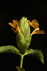 Barleria crossandriformis