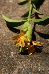 Barleria crossandriformis