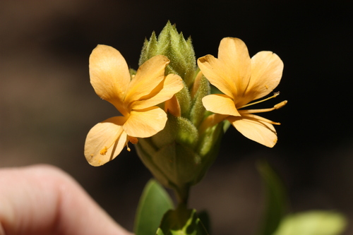 Image of Barleria crossandriformis by (c) Marianne Le Roux, some rights reserved (CC BY)