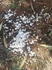 Termitomyces microcarpus