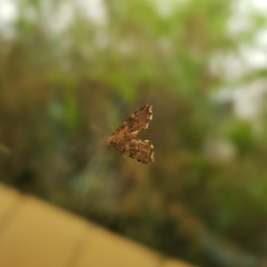 Musotima nitidalis
