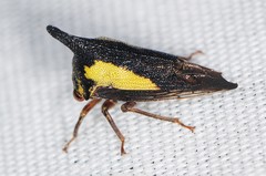 Thelia bimaculata