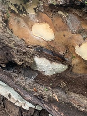 Australoporus tasmanicus