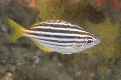 Atypichthys strigatus