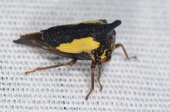 Thelia bimaculata
