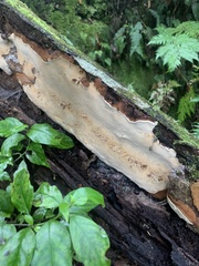 Australoporus tasmanicus