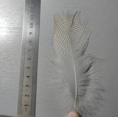 Alopochen aegyptiaca