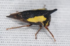 Thelia bimaculata
