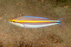 Pentapodus paradiseus
