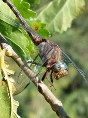 Orthetrum brachiale