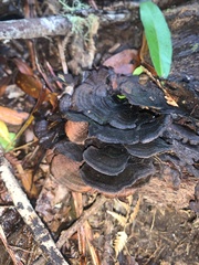 Hymenochaete microcycla