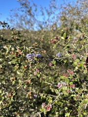Ceanothus tomentosus