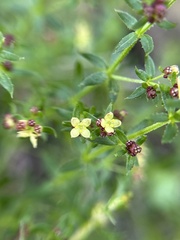 Galium porrigens