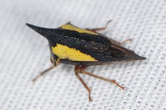 Thelia bimaculata