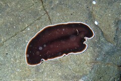 Callioplana marginata