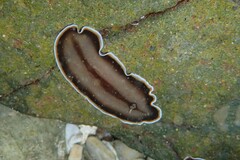 Callioplana marginata