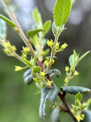 Rhamnus pilosa