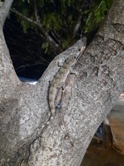 Hemidactylus leschenaultii