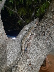 Hemidactylus leschenaultii