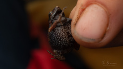 Arthroleptis xenochirus