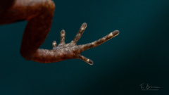 Arthroleptis xenochirus