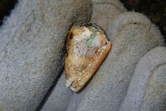 Conus coronatus